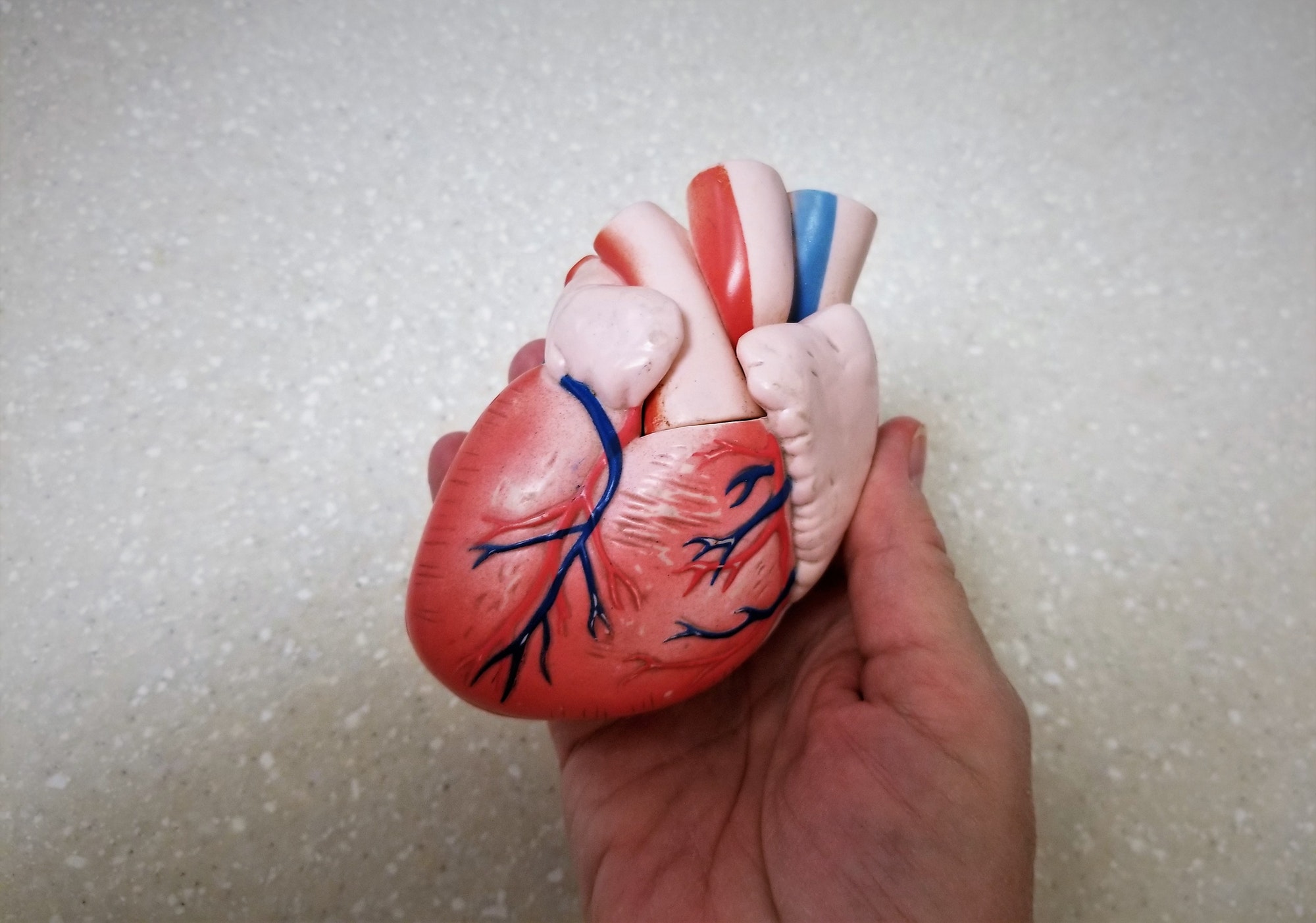 Human Heart! Heart Health! Organ Donor!